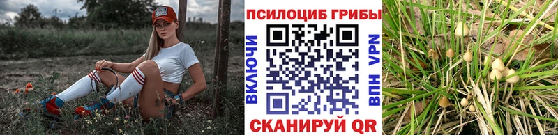 Псилоцибиновые грибы Psilocybine cubensis Голицыно